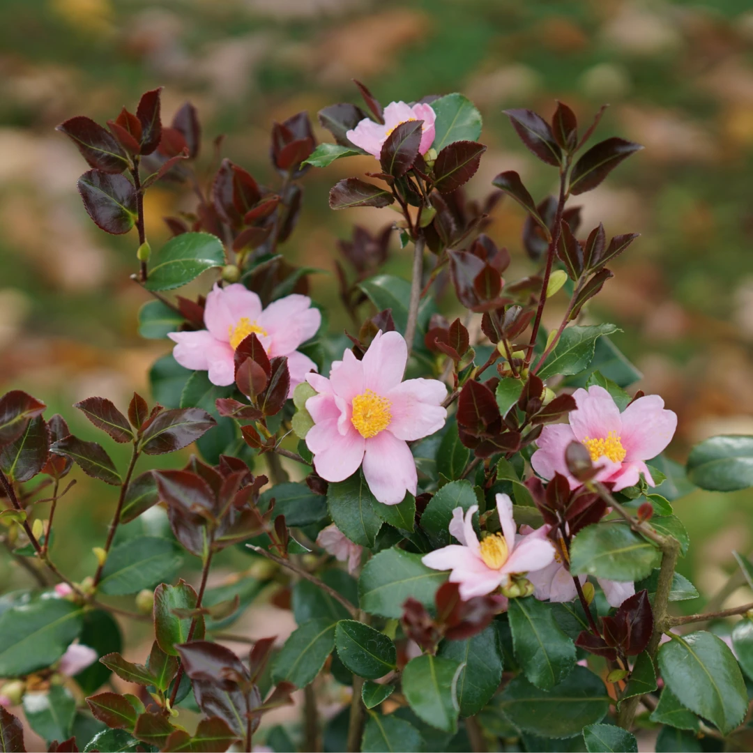 Just Chill Red Tip™ Camellia 3 Just Chill Red Tip™ Camellia