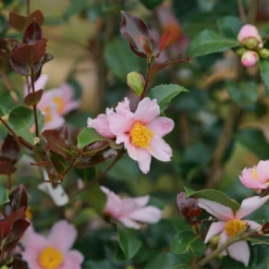 Just Chill Red Tip™ Camellia 9 Just Chill Red Tip™ Camellia -Plant Series CamelliaJustChillRedTipDSC05601 1080x1080 29a208c