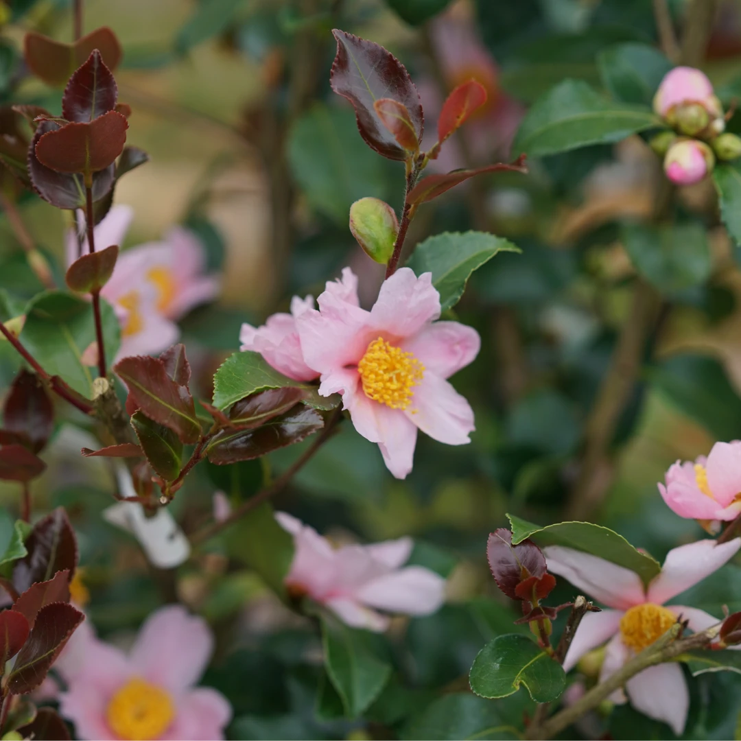 Just Chill Red Tip™ Camellia 5 Just Chill Red Tip™ Camellia - Image 3