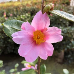 Plant Series -Plant Series CamelliaJustChillRedTipIMG 8293 1080x1080 02fad89