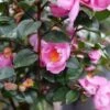 Just Chill™ Double Mauve Camellia 2 Just Chill™ Double Mauve Camellia -Plant Series Camellia Just Chill Double Mauve P1201145 800 800 60