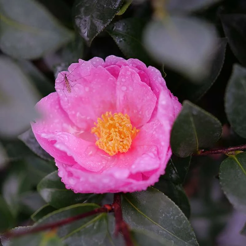 Just Chill™ Double Mauve Camellia 4 Just Chill™ Double Mauve Camellia - Image 2