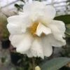 Just Chill™ Double White Camellia