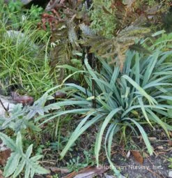 Bunny Blue® 'Hobb' Sedge -Plant Series Carex Bunny Blue 02