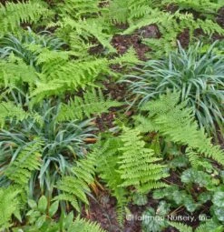 Bunny Blue® 'Hobb' Sedge -Plant Series Carex Bunny Blue 03