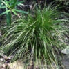 Eastern Star Sedge 2 Eastern Star Sedge -Plant Series Carex Radiata 04