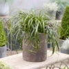 Ribbon Falls™ Sedge -Plant Series Carex RibbonFalls 02 PPL