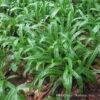 Plantain-Leaf Sedge -Plant Series Carex plantaginea 03