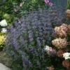 Beyond Midnight® Bluebeard -Plant Series Caryopteris Beyond Midnight 1 P 7de8195d fa6b 4c9b 9e82 b5ea83a9edb8 sw