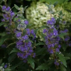 Beyond Midnight® Bluebeard 12 Beyond Midnight® Bluebeard -Plant Series Caryopteris Beyond Midnight 3 P 31df8b38 198c 4262 97f4 d46a339bb904 sw