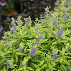 Sunshine Blue® II Bluebeard -Plant Series Caryopteris Sunshine Blue II 3 P