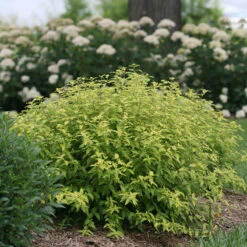 Sunshine Blue® II Bluebeard -Plant Series Caryopteris Sunshine Blue II 4 P