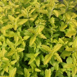 Sunshine Blue® II Bluebeard -Plant Series Caryopteris Sunshine Blue II 5 P