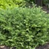 'Fritz Huber' Plum Yew 1 'Fritz Huber' Plum Yew -Plant Series Cephalotaxus Fritz Huber 1 sw