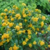 Juiced™ Orange Jessamine -Plant Series CestrumJuicedOrangeP1184584 1080x1080 e7ee2a7