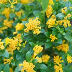 Juiced™ Orange Jessamine -Plant Series CestrumJuicedOrangeP1184590 1080x1080 2030ad0