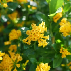 Juiced™ Orange Jessamine -Plant Series CestrumJuicedOrangeP1184599 1080x1080 06bdbae