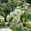 Double Take Eternal White™ Flowering Quince -Plant Series ChaenomelesDoubleTakeEternalWhiteDSC05805 1080x1080 cd937e0