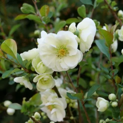 Double Take Eternal White™ Flowering Quince -Plant Series ChaenomelesDoubleTakeEternalWhiteP1151348 1080x1080 a32ad86