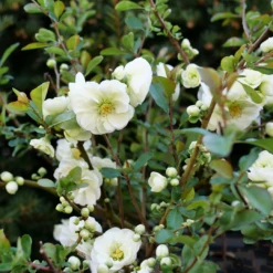 Double Take Eternal White™ Flowering Quince -Plant Series ChaenomelesDoubleTakeEternalWhiteP1151363 1080x1080 ea480fc