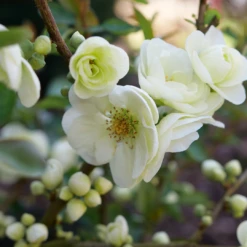 Double Take Eternal White™ Flowering Quince -Plant Series ChaenomelesDoubleTakeEternalWhiteP1151371 1080x1080 18aece4