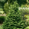 Soft Serve® False Cypress 2 Soft Serve® False Cypress -Plant Series Chamaecyparis Soft Serve 1