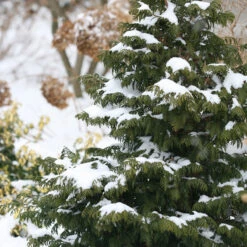 Soft Serve® False Cypress -Plant Series Chamaecyparis Soft Serve 4