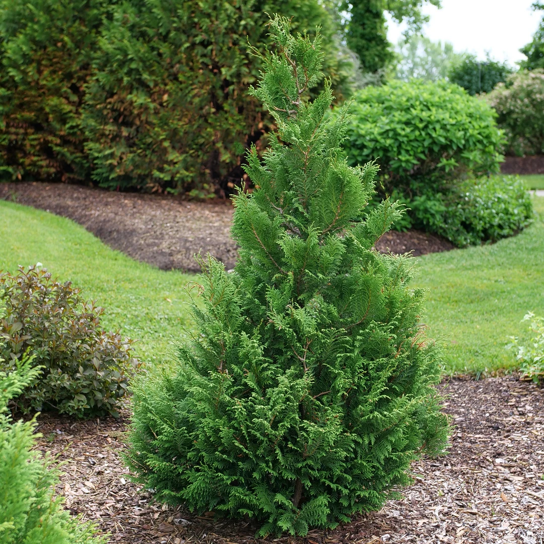 Cedar Rapids™ False Cypress 3 Cedar Rapids™ False Cypress