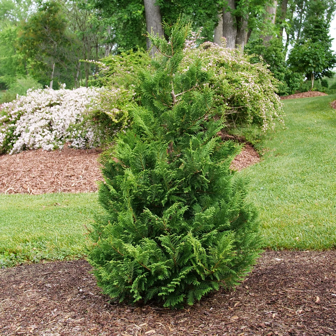 Cedar Rapids™ False Cypress 4 Cedar Rapids™ False Cypress - Image 2