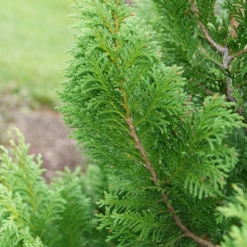 Cedar Rapids™ False Cypress 8 Cedar Rapids™ False Cypress -Plant Series ChamaecyparisCedarRapidsP1184301 1080x1080 f31fac6