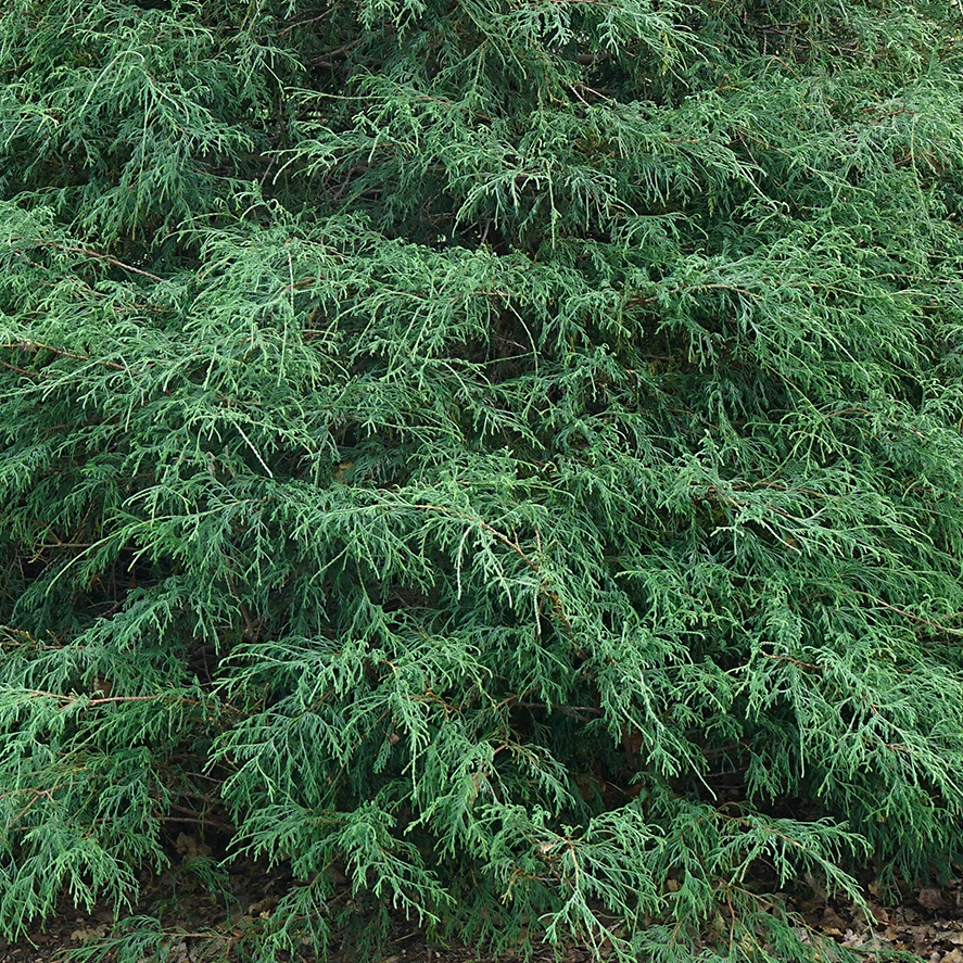 Haywire™ False Cypress 4 Haywire™ False Cypress - Image 2