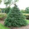 Haywire™ False Cypress 1 Haywire™ False Cypress -Plant Series ChamaecyparisHaywireDSC03026LR