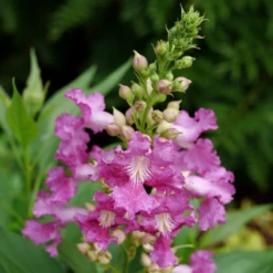 El Niño™ Chitalpa -Plant Series ChitalpaElNinoP1195102 1080x1080 119f7fa