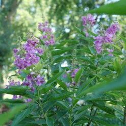 El Niño™ Chitalpa -Plant Series ChitalpaElNinoP1207523 1080x1080 9bbd7b3