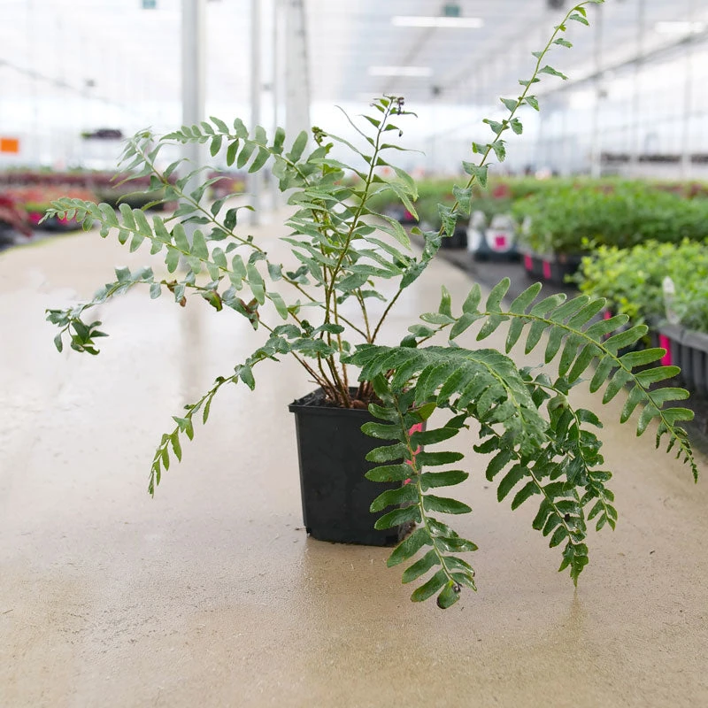 Christmas Fern 3 Christmas Fern