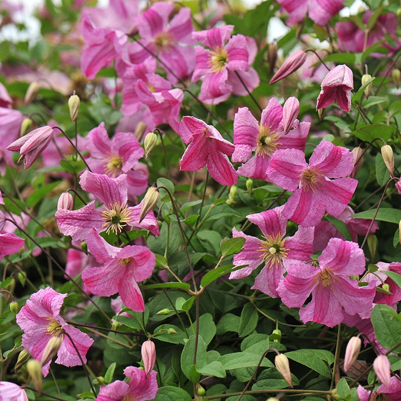 Pink Mink® Clematis 3 Pink Mink® Clematis