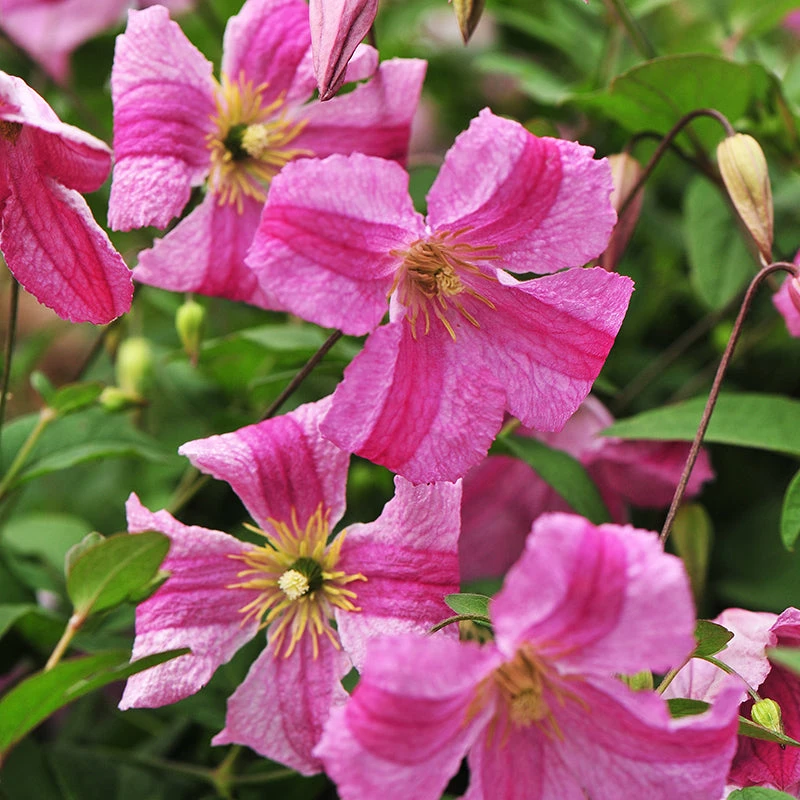 Pink Mink® Clematis 4 Pink Mink® Clematis - Image 2