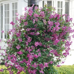 Pink Mink® Clematis 8 Pink Mink® Clematis -Plant Series Clematis Pink Mink 3