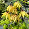 Funyella™ Clematis -Plant Series ClematisFunyellaIMG 7302 800x800 102149d