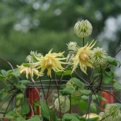 Funyella™ Clematis -Plant Series Clematis Funyella DSC00293 800 800 60