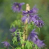 Sparky® Blue Clematis -Plant Series Clematis Sparky Blue 1 P