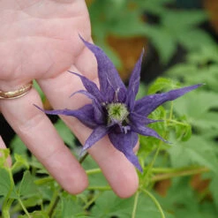 Sparky® Blue Clematis -Plant Series Clematis Sparky Blue 2 P