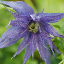 Sparky® Blue Clematis -Plant Series Clematis Sparky Blue 3 P