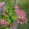 Sparky® Pink Clematis -Plant Series Clematis Sparky Pink 1 P
