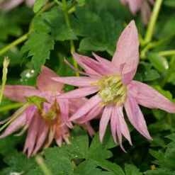 Sparky® Pink Clematis -Plant Series Clematis Sparky Pink 2 P
