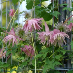 Sparky® Pink Clematis -Plant Series Clematis Sparky Pink 3 P