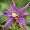 Sparky® Purple Clematis 2 Sparky® Purple Clematis -Plant Series Clematis Sparky Purple 2 P