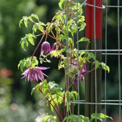 Sparky® Purple Clematis -Plant Series Clematis Sparky Purple 3 P