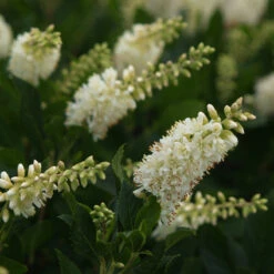 Sugartina® 'Crystalina' Summersweet -Plant Series Clethra Sugartina Crystalina 3 P