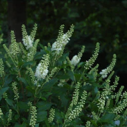 Sugartina® 'Crystalina' Summersweet -Plant Series Clethra Sugartina Crystalina 4 P